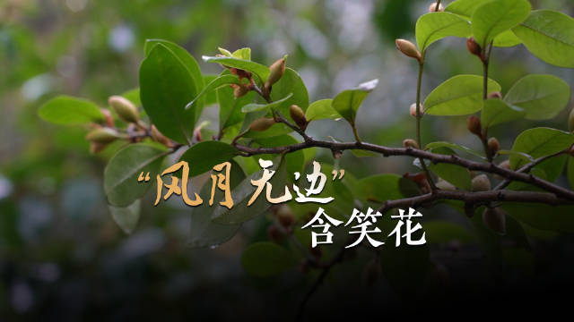 苏州200多岁的含笑树含苞待放