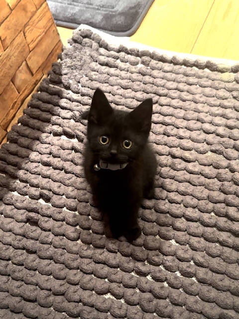 如同动画中神秘精灵一样的小黑猫还会嗲嗲地句句回应主人的废话