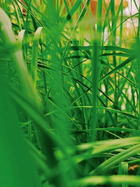 壁纸 草 风景 绿色 植物 桌面 480_641 竖版 竖屏 手机