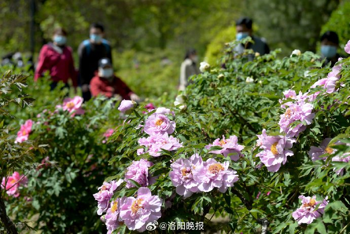 十省名城联动共扬国色美名太原篇@太原日报|牡丹园|西河|牡丹_新浪