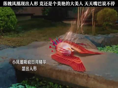 落魄凤凰现出人形竟还是个大美女沦为阶下凤凰姿态依旧高傲笑cry与凤