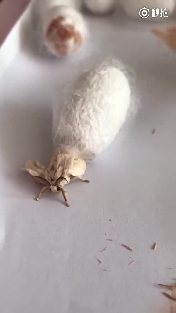 等了一个小时终于破茧成蝶了好运连连