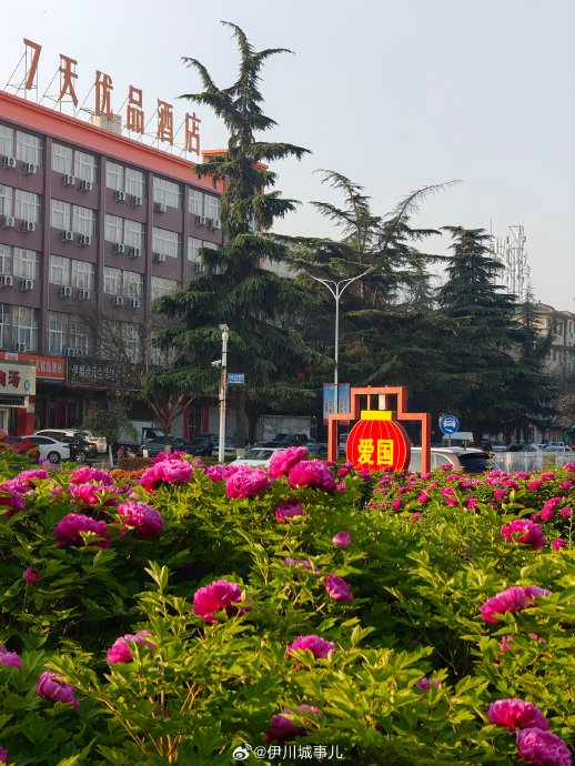 伊川牡丹,开了! 近日,伊川杜康花坛内牡丹已经盛开|杜康_新浪新闻