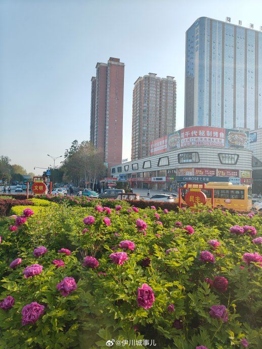 伊川牡丹,开了! 近日,伊川杜康花坛内牡丹已经盛开|杜康_新浪新闻