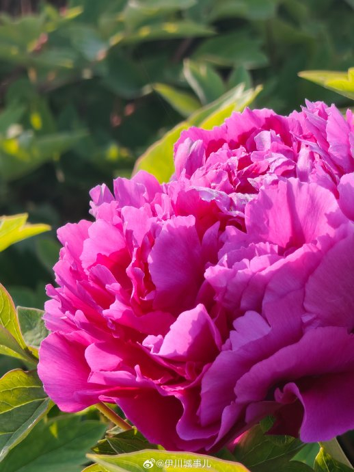 伊川牡丹,开了! 近日,伊川杜康花坛内牡丹已经盛开|杜康_新浪新闻