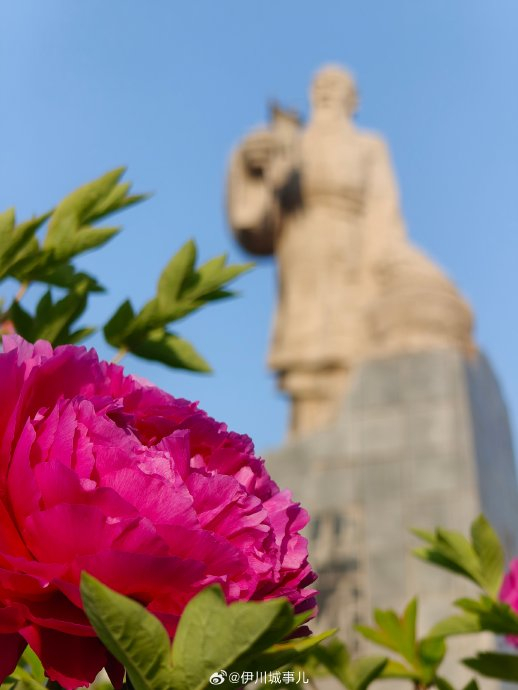 伊川牡丹,开了! 近日,伊川杜康花坛内牡丹已经盛开|杜康_新浪新闻