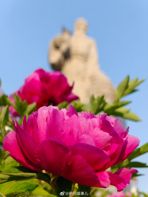 伊川牡丹,开了! 近日,伊川杜康花坛内牡丹已经盛开|杜康_新浪新闻