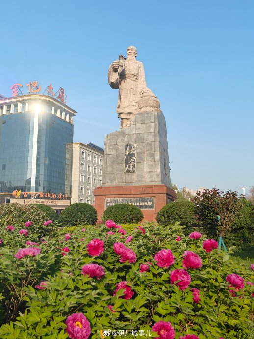 近日,伊川杜康花坛内牡丹已经盛开