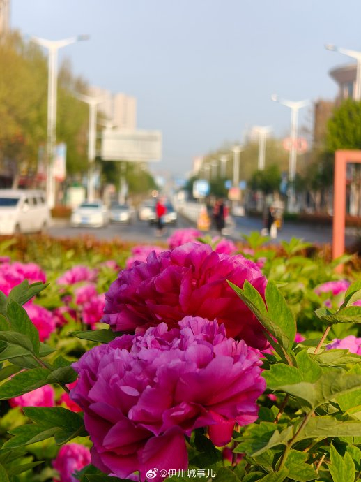 伊川牡丹,开了! 近日,伊川杜康花坛内牡丹已经盛开|杜康_新浪新闻
