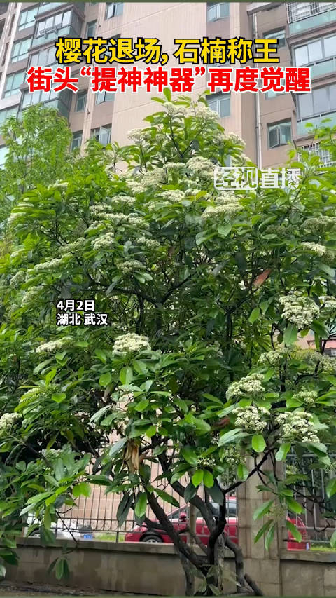 樱花退场石楠称王街头提神利器石楠花强势回归