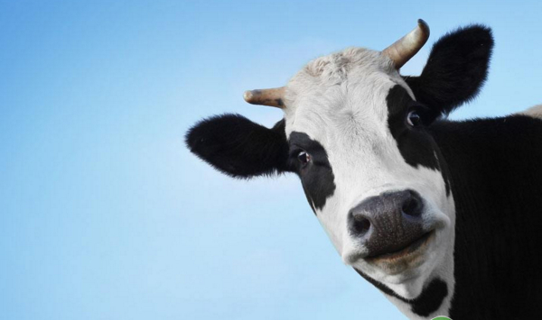 挂牌|新三板|奶牛养殖_新浪新闻