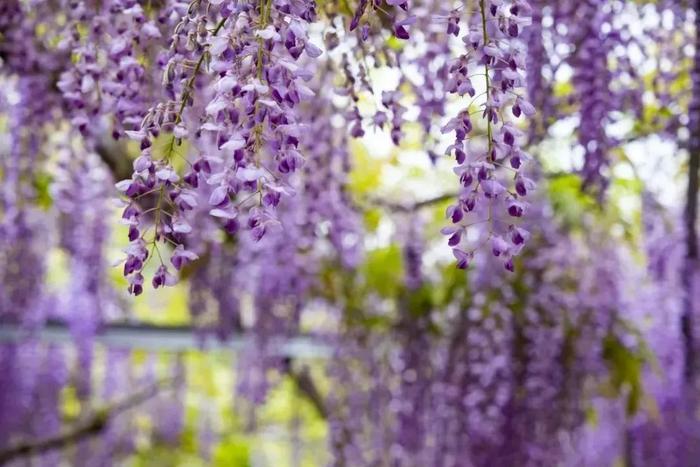 紫色木香花图片