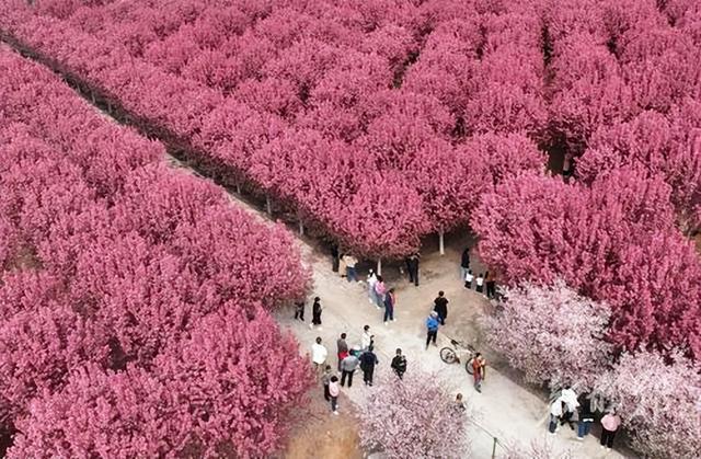 合肥市新站区海棠花海图片