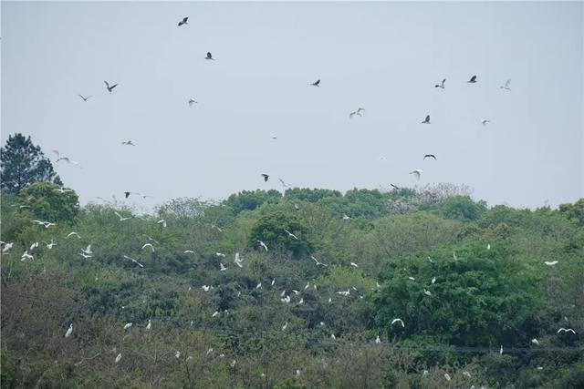 海昏侯国遗址公园迎来特殊客人数千只鹭鸟又如期而至