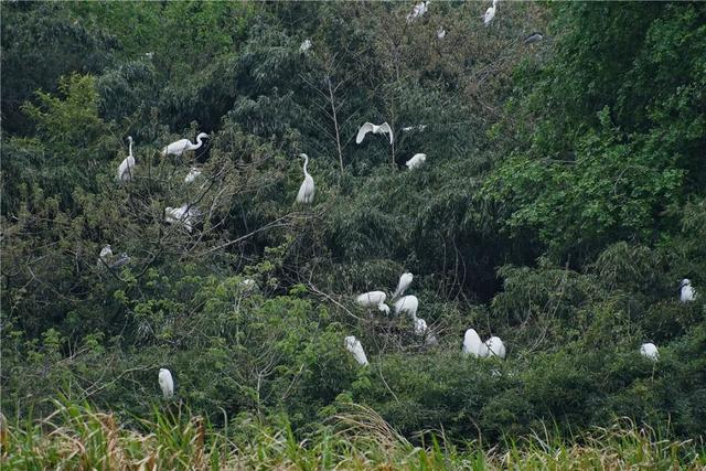 海昏侯国遗址公园迎来特殊客人数千只鹭鸟又如期而至
