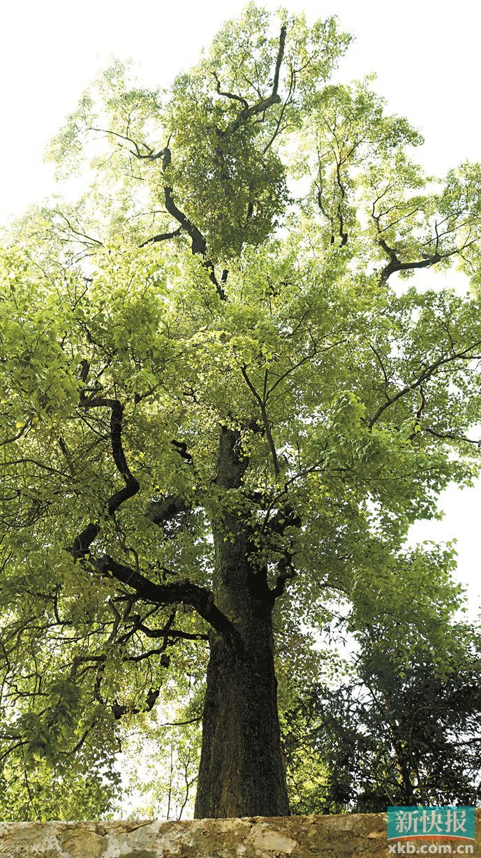 河源古树群:枫香晚花静 古杉顶天地|河源市_新浪新闻