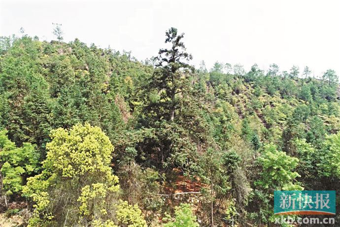 河源古树群:枫香晚花静 古杉顶天地|河源市_新浪新闻