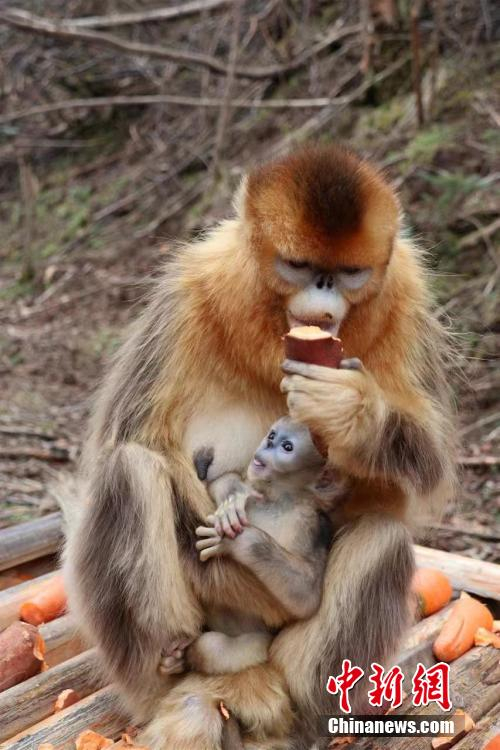 湖北神农架:金丝猴"萌宝"扎堆出生__财经头条