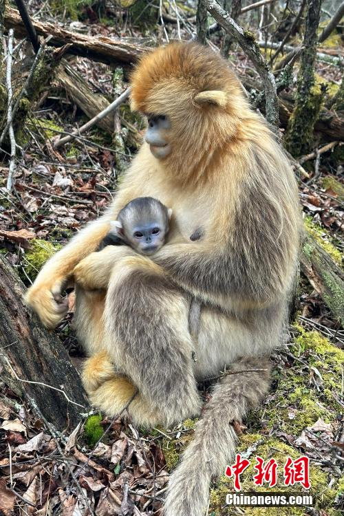 湖北神农架:金丝猴"萌宝"扎堆出生__财经头条