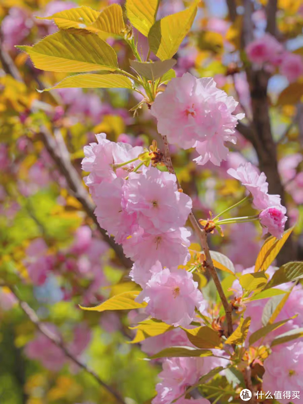多层的樱花,格外漂亮,尤其粉色讨人喜欢.
