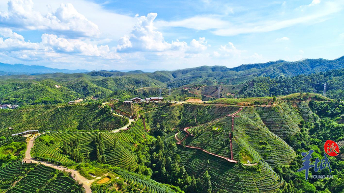 河源紫金:春雨新芽 采撷春光|河源市_新浪新闻