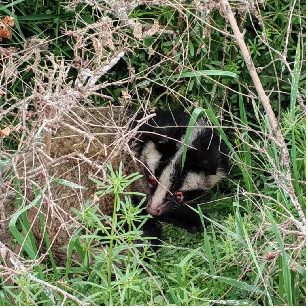 灞桥公安成功救助一只国家二级保护动物果子狸|野生动物|果子狸|灞桥