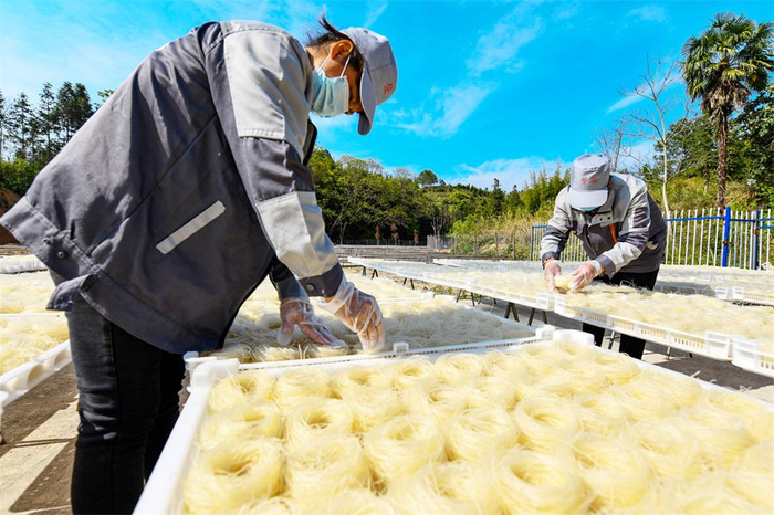 江西定南好春光晒粉忙