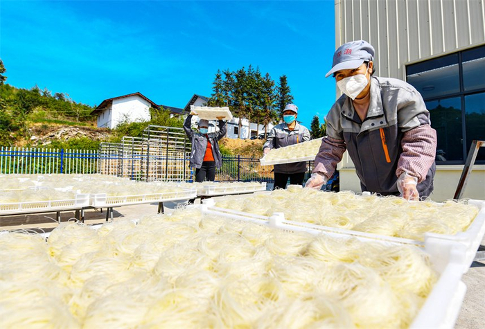 江西定南好春光晒粉忙