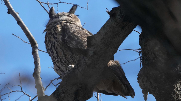 一只网红猫头鹰之死|中央公园|弗拉科|曼哈顿_新浪新闻