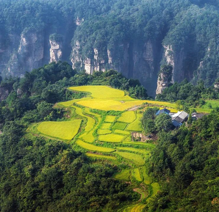 张家界|梯田|紫鹊界梯田_新浪新闻