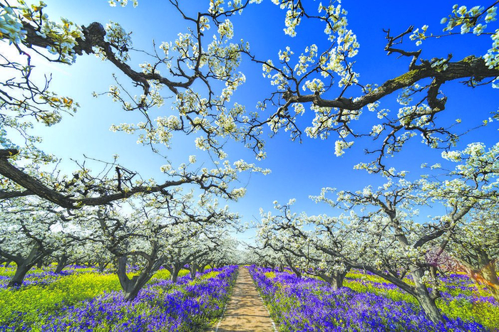 春日梨花开满树 如云似雪迎客来|晋州|梨花|晋州市_新浪新闻