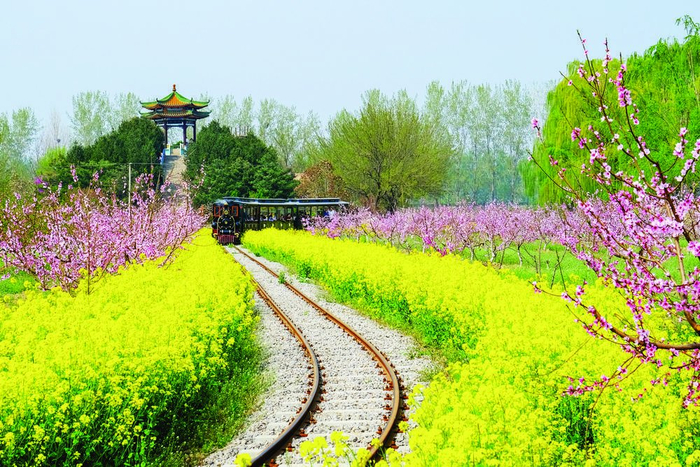 春日梨花开满树 如云似雪迎客来|晋州|梨花|晋州市_新浪新闻