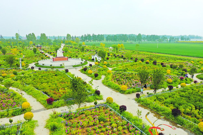 春日梨花开满树 如云似雪迎客来|晋州|梨花|晋州市_新浪新闻