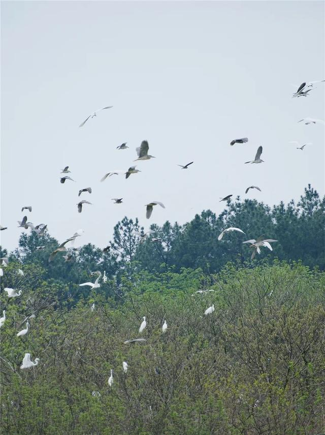 海昏侯国遗址公园迎来特殊客人数千只鹭鸟又如期而至