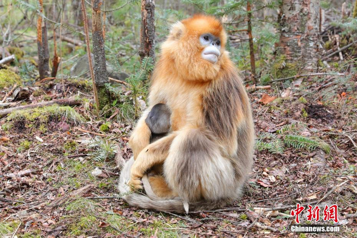 湖北神农架:金丝猴"萌宝"扎堆出生__财经头条