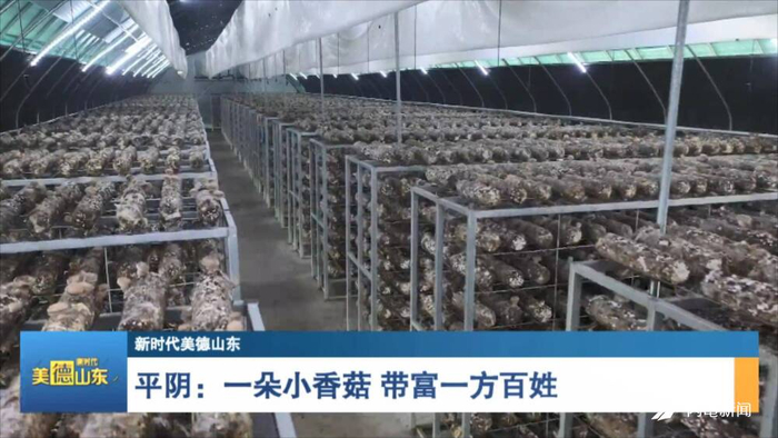 平阴县东阿镇衙前村七河食用菌种植专业合作社的大棚里,香菇特有的