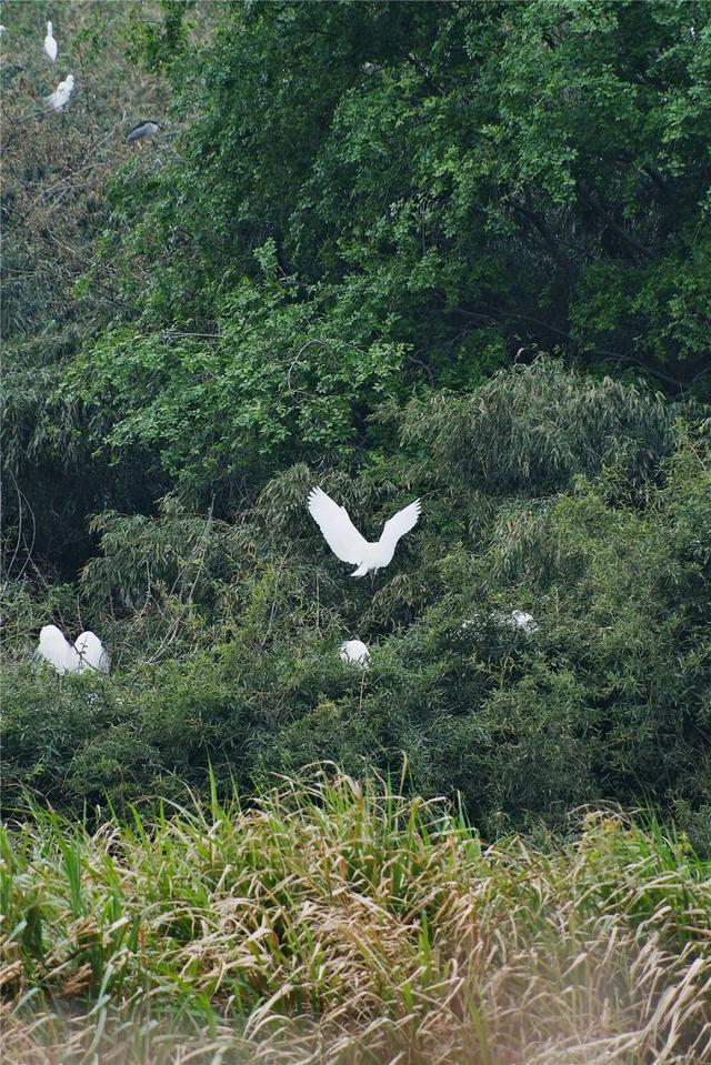 海昏侯国遗址公园迎来特殊客人数千只鹭鸟又如期而至