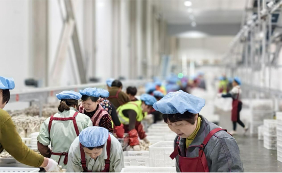 农业重大项目结硕果 一朵菌菇串起生态产业链|睢宁|产业链|集镇_新浪