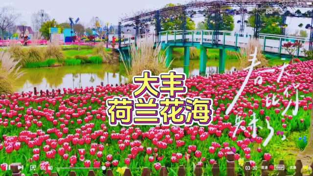 江苏大丰荷兰花海不能错过的美景春天本就是与花相遇相约的日子