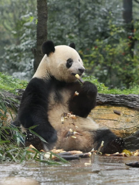大熊猫香香回国一年多从胆小敏感到坦然面对公众有很大进步
