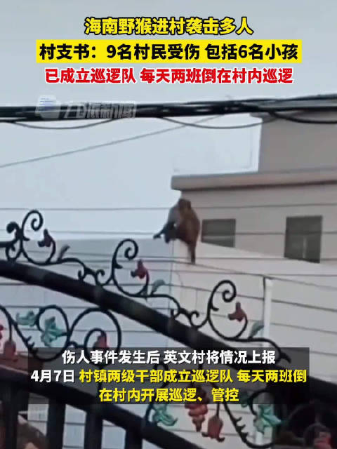 4月8日海南万宁和乐镇英文村一段猴子闯入民宅伤人视频引发关注