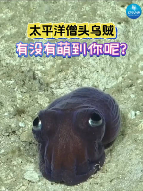 太平洋僧头乌贼终年生活在海床上它白天躲在海底的沙子中夜间爬出来