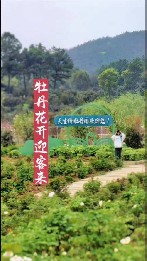 春日踏青赏花好地方南京溧水天生桥牡丹园江苏微旅游南京发布