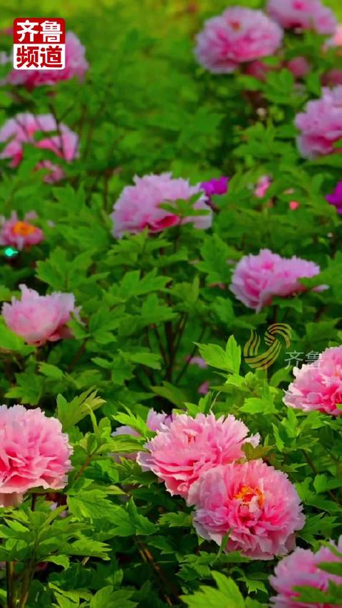 曹州牡丹园百花园古今园解锁菏泽牡丹园宇宙共赏国色天香