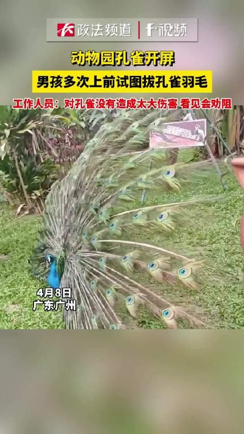 动物园孔雀开屏男孩多次上前试图拔孔雀羽毛工作人员对孔雀没有造成太