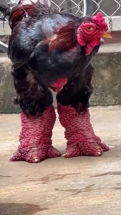 东早鸡越南语gà0300ngt57o又称龙鸡