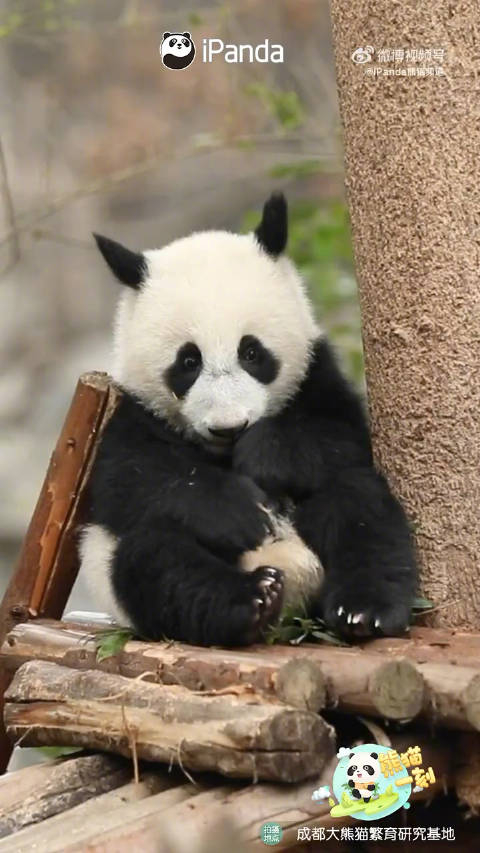 被尖尖耳朵的熊猫幼崽可爱到了