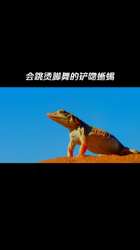 铲吻蜥蜴英文名shovelsnoutedlizard是一种非常迷你的小蜥蜴