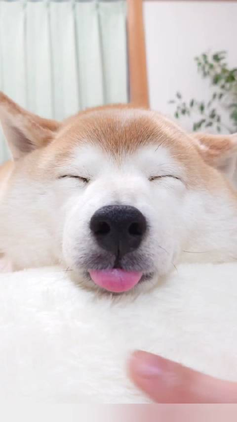 可爱的睡觉脸igshibacharmy