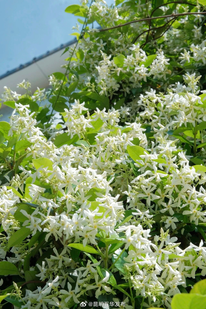 快来五华!这里有美到心巴上的风车茉莉